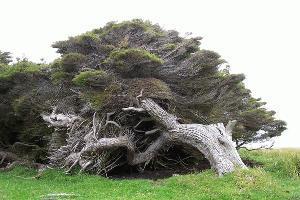 Gnarled Tree