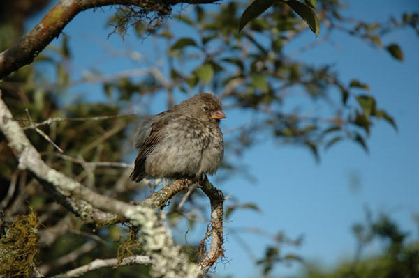 One of Darwin's Finches.