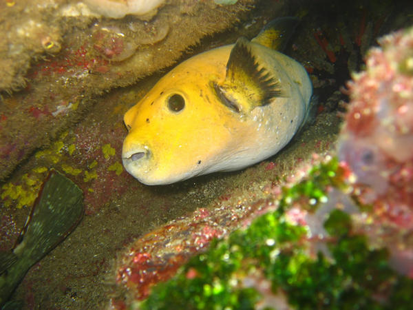 Yellow Pufferfish