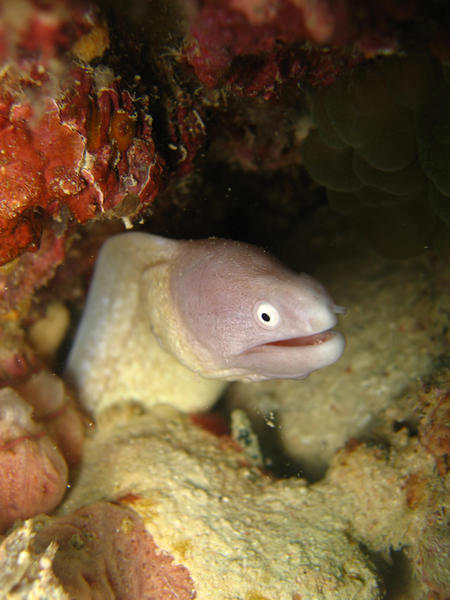White Eyed Moray Eel (Mabul)