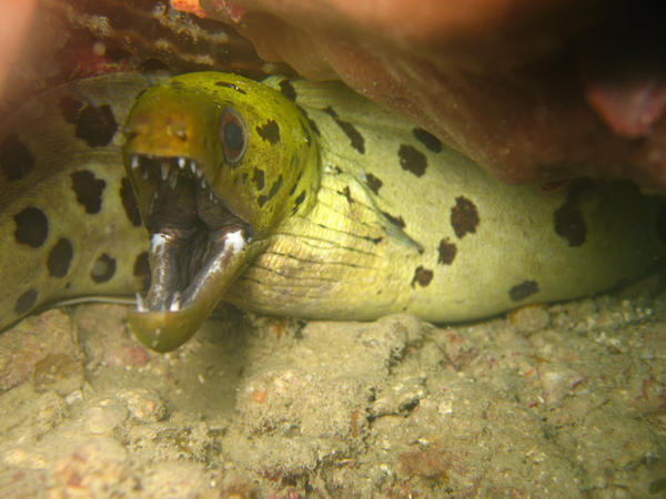 Spotface Moray Eel (Mabul)