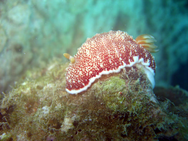 Nudibranch - Chromidoris Reticulata (Mabul)