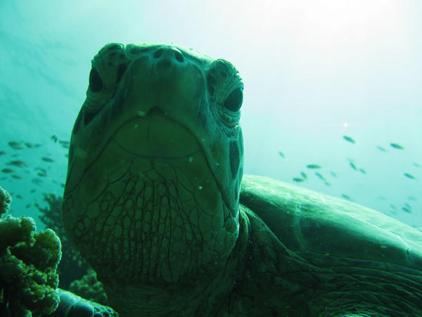Green Turtle (Sipadan)