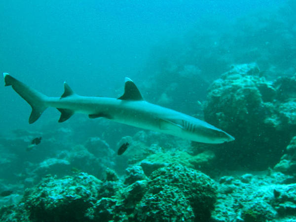 White Tipped Reef Shark (Sipadan)