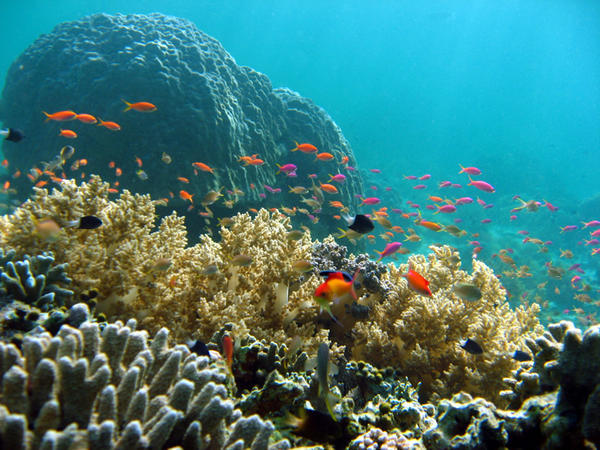 Coral Scene (Sipadan) | Photo