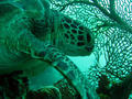 Green Turtle (Mabul)