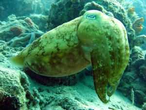 Cuttlefish (Mabul)
