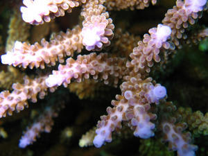 Coral (Sipadan)