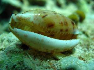 Cowery Shell (Sipadan)