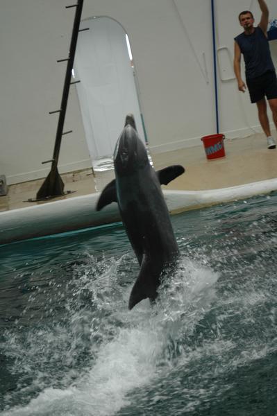 Moonwalking Dolphin