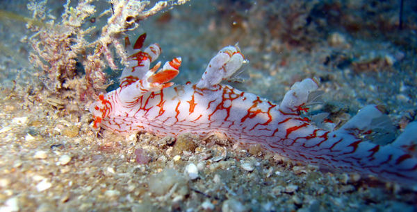 Nudibranch (Unknown)