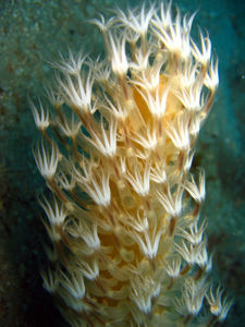 Soft Coral?