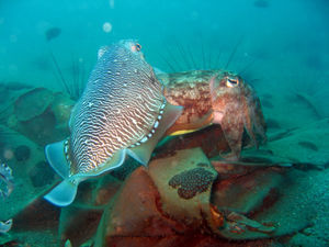 Amorous Cuttlefish