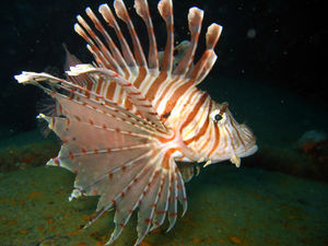 Pacific Lionfish
