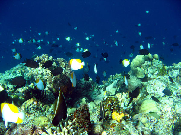 Reef Fish over the drop off.
