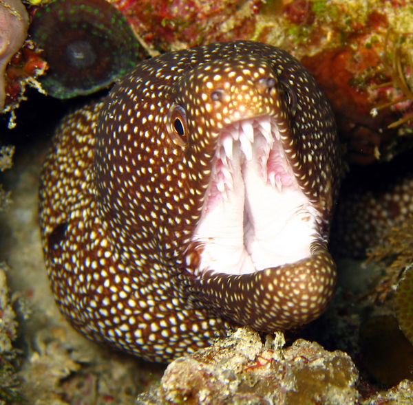 Starry Moray-Eel