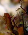 Pygmy Seahorse (1cm) Hippocampus Pontohe