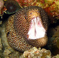 Starry Moray-Eel