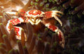Porcelin Crab
