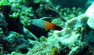 Fire Goby or Fire Dartfish