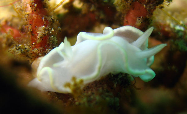 Nudibranch (Glosidoris Pallida)
