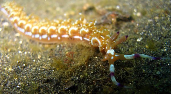 Nudibranch (Flaballina Sp.)
