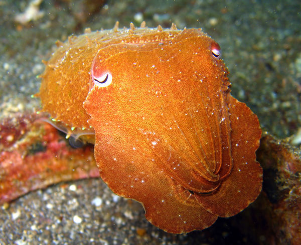 Bobtail Cuttlefish