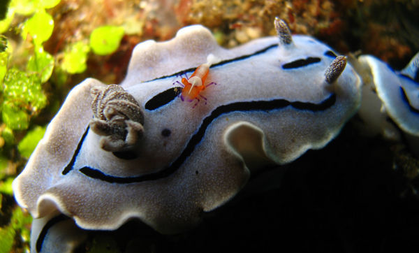 Imperator Shrimp on the back of Nudibranch