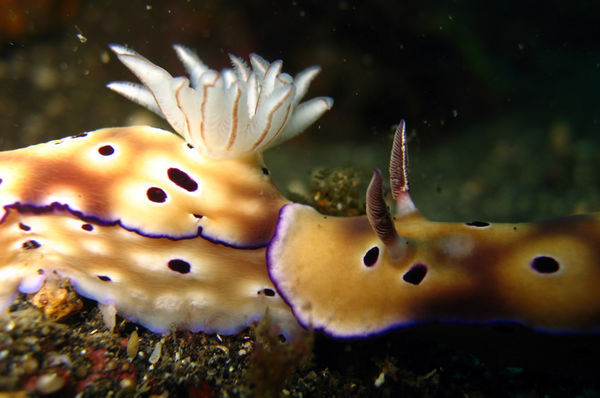 Nudibranch (Tryon Risbercia)