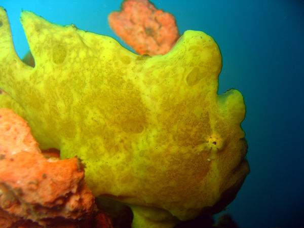 Giant Frogfish (Juvenile)