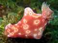 Nudibranch (Trilobate Ceratosoma)