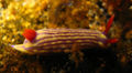 Nudibranch (Nembrotha Linelata)