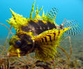 Yellow Dwarf Lionfish