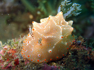 Nudibranch (TBA)
