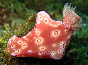 Nudibranch (Trilobate Ceratosoma)