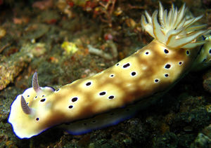 Nudibranch (Tryon Risbercia)
