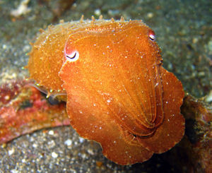 Bobtail Cuttlefish