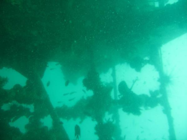 Scenes from the Wreck Dive