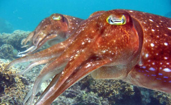 Amazing Cuttlefish Laying Eggs