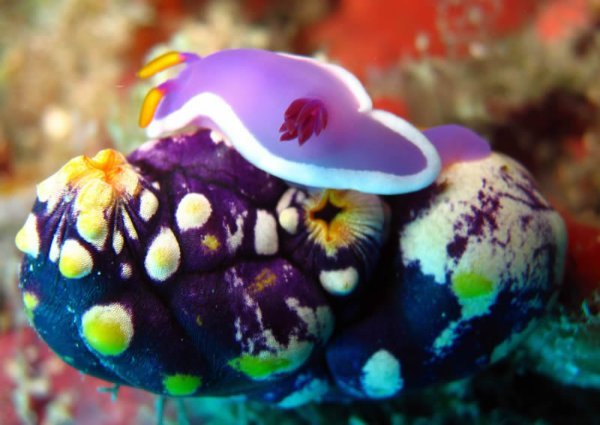 Nudibranch and Squirt