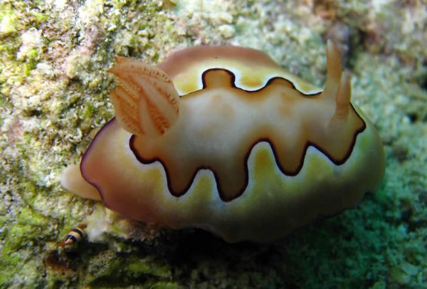Nudibranch (Chromodoris Coi)