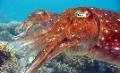 Amazing Cuttlefish Laying Eggs