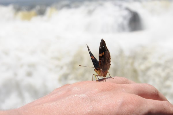 Butterfly and falls