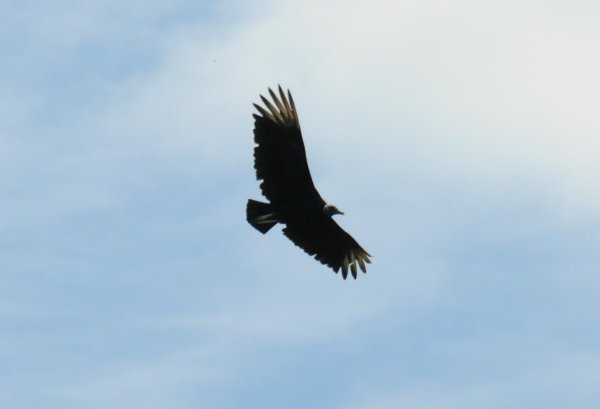 Vulture | Photo