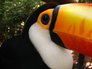 Tucan | Photo