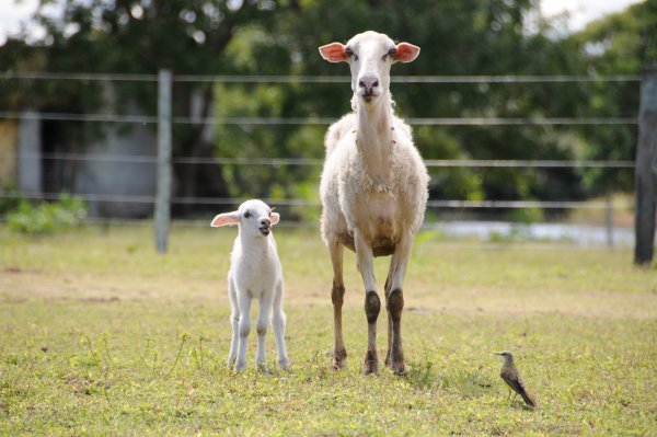 Lamb and Ewe