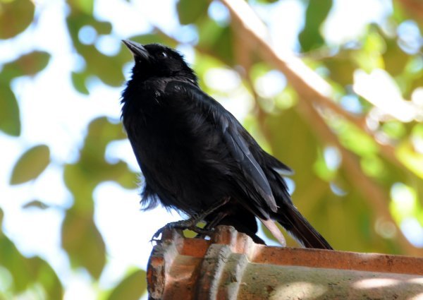 Little Blackbird