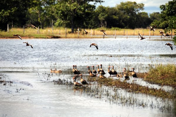 Wetland Birds - Ducks