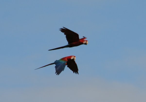 Blue and Red Macaws