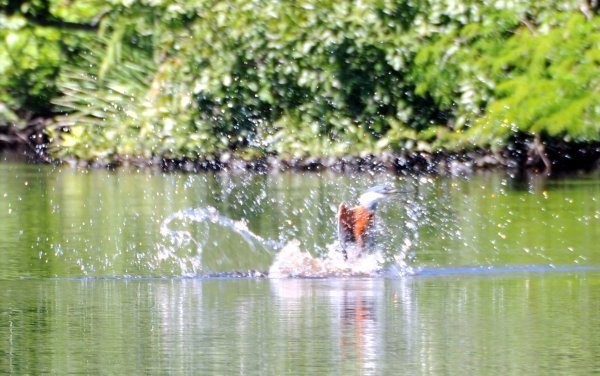 Kingfisher Diving